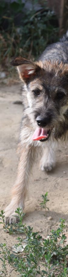 thorsten – Hund, Männchen, 7 Monate, Ungarn – Foto 1