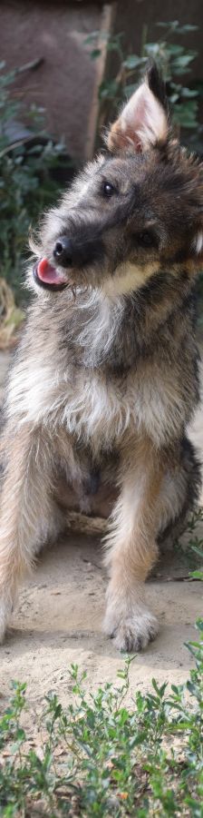 thorsten – Hund, Männchen, 7 Monate, Ungarn – Foto 2