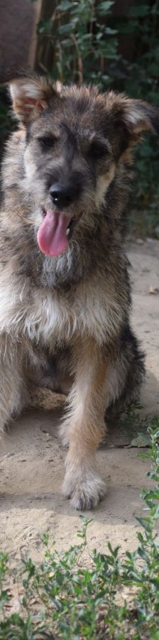 thorsten – Hund, Männchen, 7 Monate, Ungarn – Foto 3