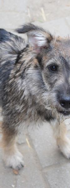 thorsten – Hund, Männchen, 7 Monate, Ungarn – Foto 4
