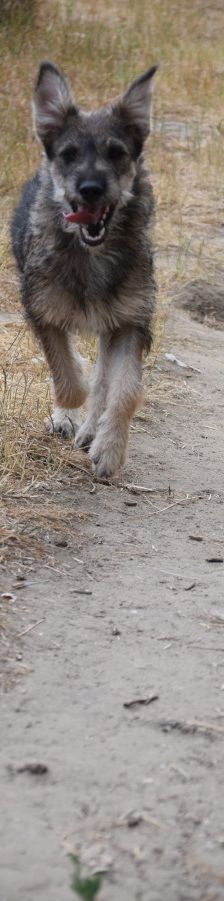 thorsten – Hund, Männchen, 7 Monate, Ungarn – Foto 5
