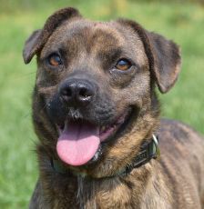 lulu – Mischling, Weibchen, 6 Jahre, Ungarn – Foto 36
