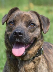 lulu – Mischling, Weibchen, 6 Jahre, Ungarn – Foto 37
