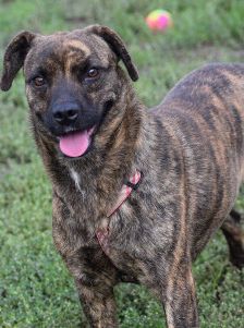 lulu – Mischling, Weibchen, 6 Jahre, Ungarn – Foto 38