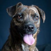 lulu – Mischling, Weibchen, 6 Jahre, Ungarn – Foto 39