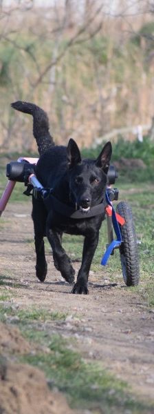 alina – Mischling, Weibchen, 2 Jahre, Ungarn – Foto 10