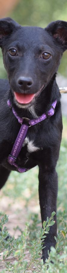felina – Hund, Weibchen, 4 Monate, Ungarn – Foto 1