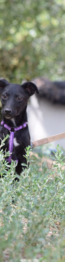 felina – Hund, Weibchen, 4 Monate, Ungarn – Foto 2