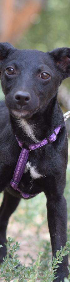 felina – Hund, Weibchen, 4 Monate, Ungarn – Foto 3