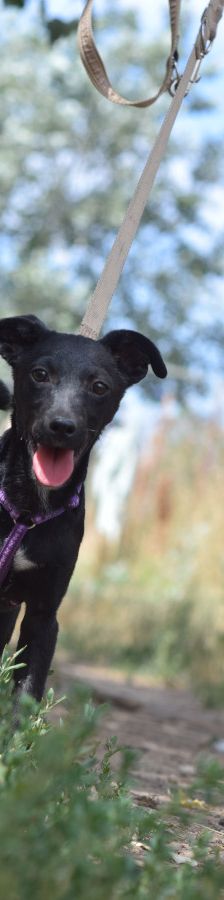 felina – Hund, Weibchen, 4 Monate, Ungarn – Foto 4