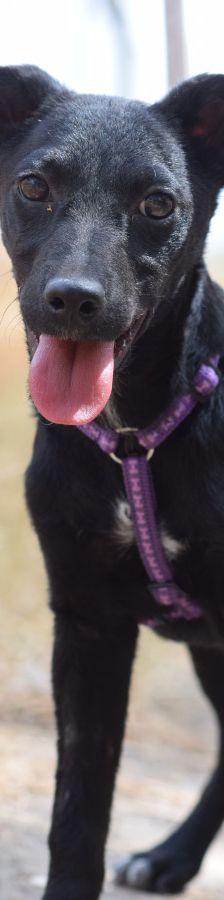 felina – Hund, Weibchen, 4 Monate, Ungarn – Foto 5