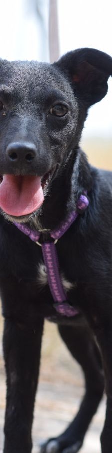 felina – Hund, Weibchen, 4 Monate, Ungarn – Foto 6