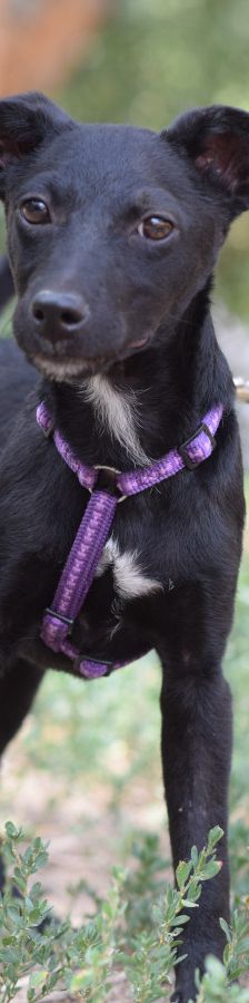 felina – Hund, Weibchen, 4 Monate, Ungarn – Foto 7