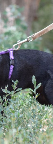 felina – Hund, Weibchen, 4 Monate, Ungarn – Foto 8