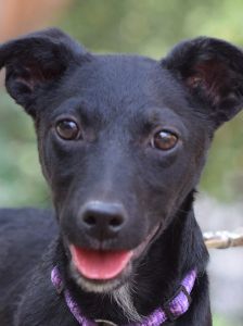 felina – Hund, Weibchen, 4 Monate, Ungarn – Foto 10