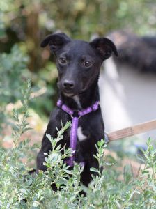felina – Hund, Weibchen, 4 Monate, Ungarn – Foto 11