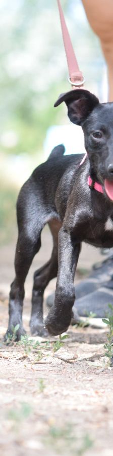 PIPPA – Mischling, Weibchen, 5 Monate, Ungarn – Foto 1
