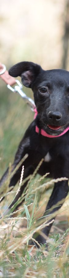 PIPPA – Mischling, Weibchen, 5 Monate, Ungarn – Foto 2
