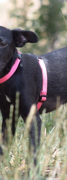 PIPPA – Mischling, Weibchen, 5 Monate, Ungarn – Foto 3