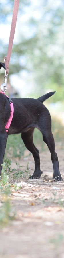 PIPPA – Mischling, Weibchen, 5 Monate, Ungarn – Foto 4