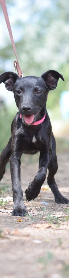 PIPPA – Mischling, Weibchen, 5 Monate, Ungarn – Foto 5