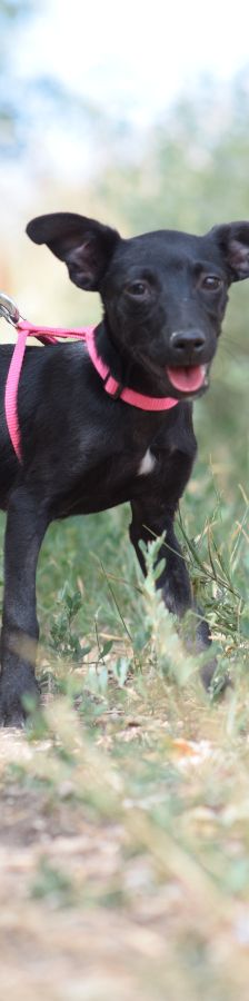 PIPPA – Mischling, Weibchen, 5 Monate, Ungarn – Foto 6
