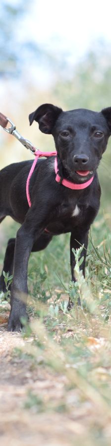 PIPPA – Mischling, Weibchen, 5 Monate, Ungarn – Foto 7