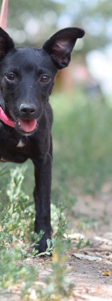PIPPA – Mischling, Weibchen, 5 Monate, Ungarn – Foto 8