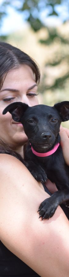 PIPPA – Mischling, Weibchen, 5 Monate, Ungarn – Foto 9