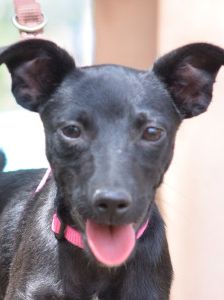 PIPPA – Mischling, Weibchen, 5 Monate, Ungarn – Foto 10