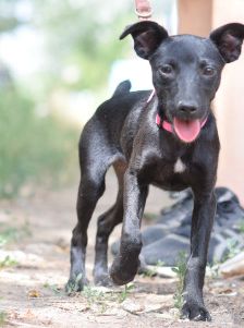 PIPPA – Mischling, Weibchen, 5 Monate, Ungarn – Foto 11