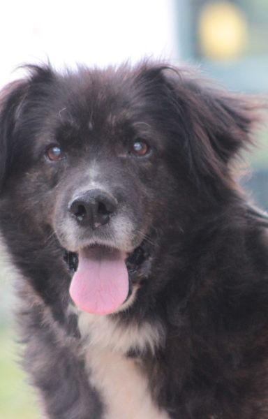 teddy – Mischling, Männchen, Alter unbekannt, Ungarn – Foto 1