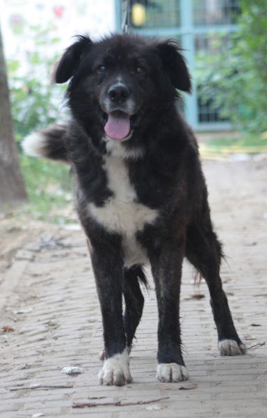 teddy – Mischling, Männchen, Alter unbekannt, Ungarn – Foto 4