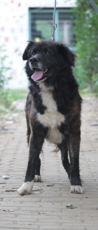 teddy – Mischling, Männchen, Alter unbekannt, Ungarn – Foto 5