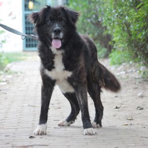teddy – Mischling, Männchen, Alter unbekannt, Ungarn – Foto 8