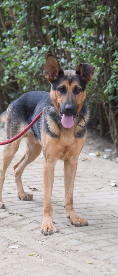 seno – Hund, Männchen, 3 Jahre, Ungarn – Foto 1