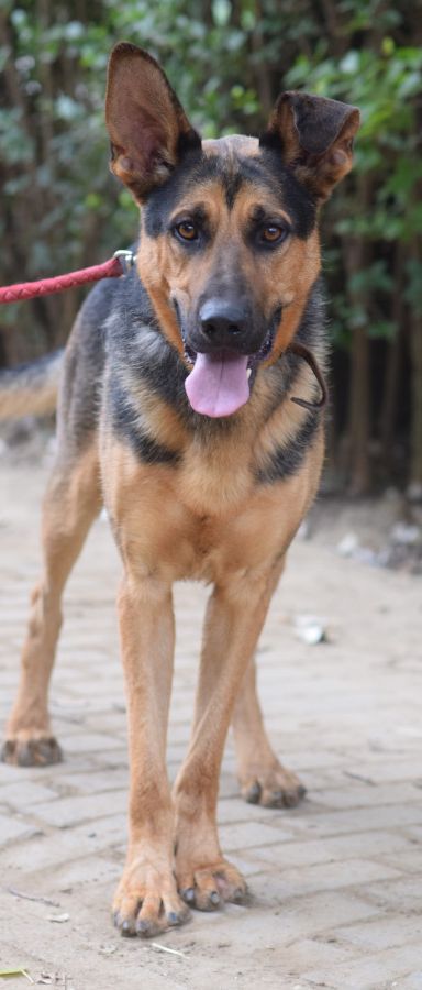seno – Hund, Männchen, 3 Jahre, Ungarn – Foto 2