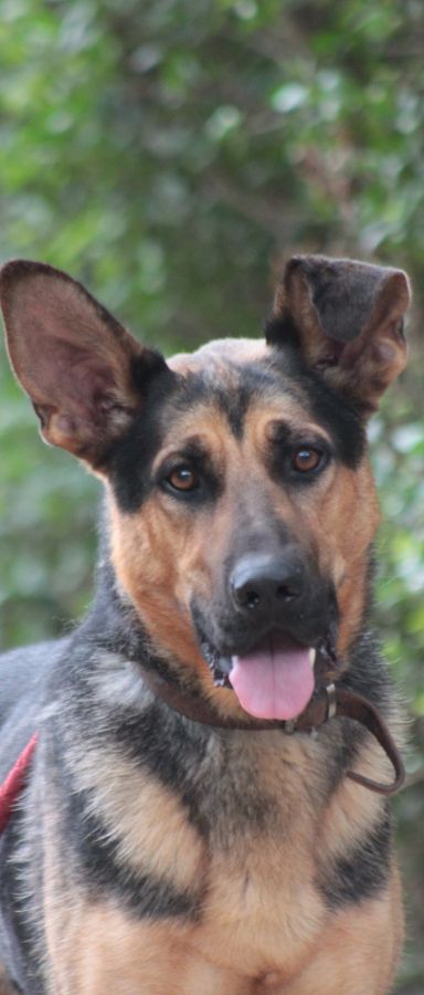 seno – Hund, Männchen, 3 Jahre, Ungarn – Foto 3