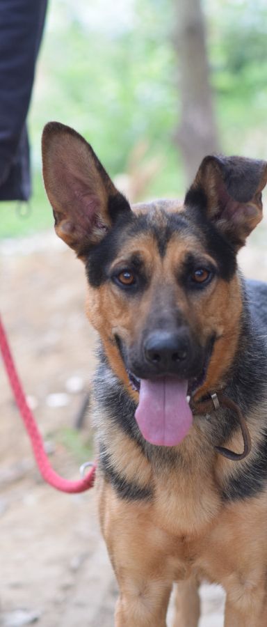 seno – Hund, Männchen, 3 Jahre, Ungarn – Foto 4