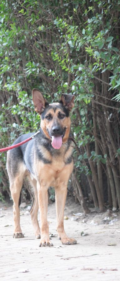 seno – Hund, Männchen, 3 Jahre, Ungarn – Foto 5