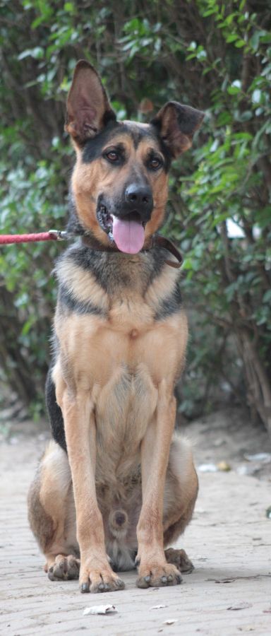 seno – Hund, Männchen, 3 Jahre, Ungarn – Foto 6