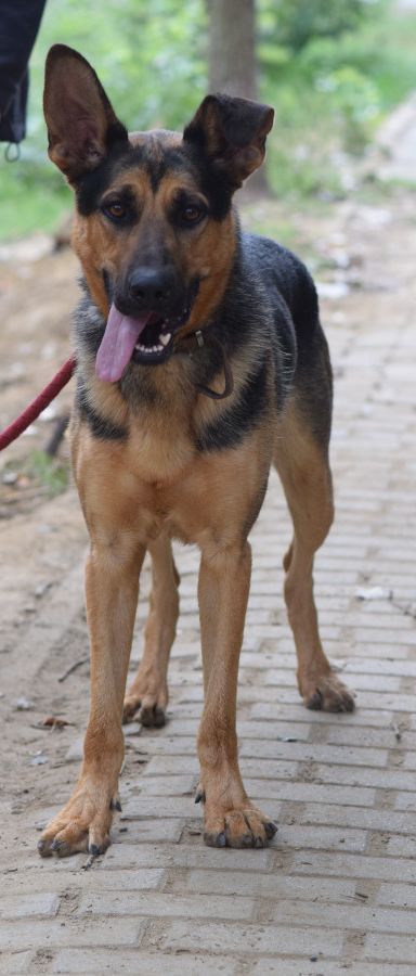 seno – Hund, Männchen, 3 Jahre, Ungarn – Foto 7
