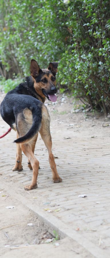 seno – Hund, Männchen, 3 Jahre, Ungarn – Foto 8