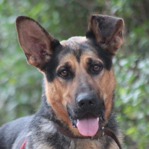 seno – Hund, Männchen, 3 Jahre, Ungarn – Foto 9
