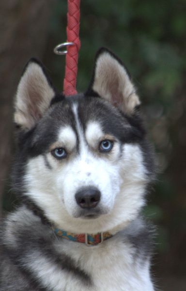 oreon – Hund, Männchen, 3 Jahre, Ungarn – Foto 1