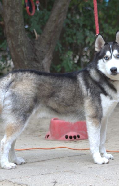 oreon – Hund, Männchen, 3 Jahre, Ungarn – Foto 2
