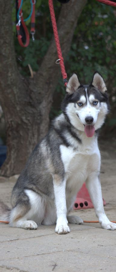oreon – Hund, Männchen, 3 Jahre, Ungarn – Foto 3