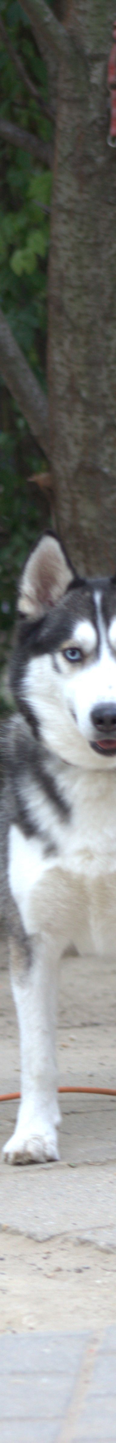 oreon – Hund, Männchen, 3 Jahre, Ungarn – Foto 4