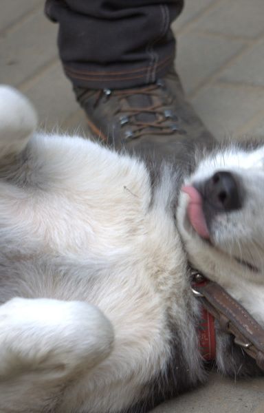 oreon – Hund, Männchen, 3 Jahre, Ungarn – Foto 5