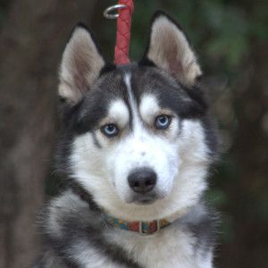 oreon – Hund, Männchen, 3 Jahre, Ungarn – Foto 6